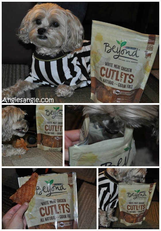 How to Fill a Halloween Bag For Your Dog - Purina Beyond Taste