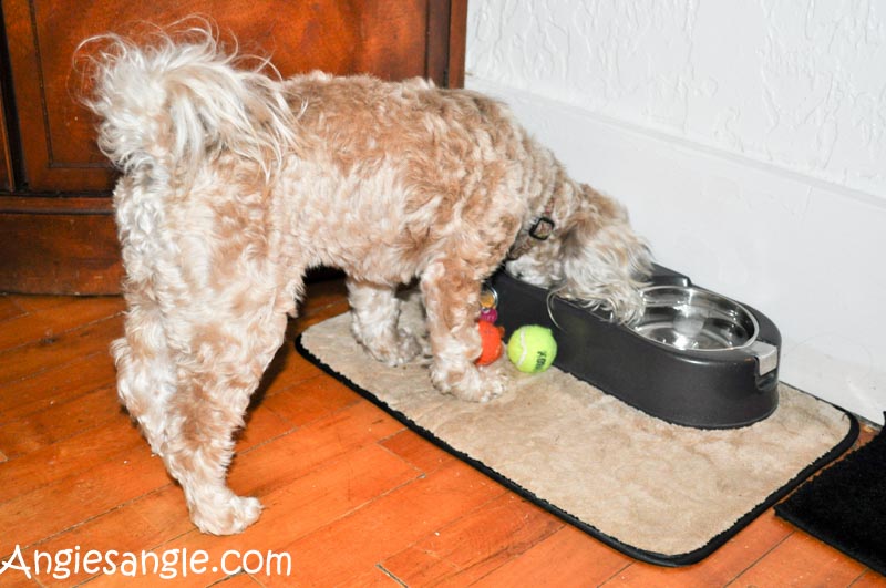 Catch the Moment 365 - Day 315 - Roxy Eating