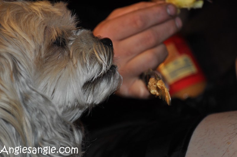 Catch the Moment 365 - Day 332 - Roxy Enjoying Peanut Butter