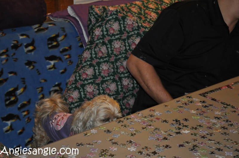 Catch the Moment 365 - Day 337 - Roxy trying to work on puzzle