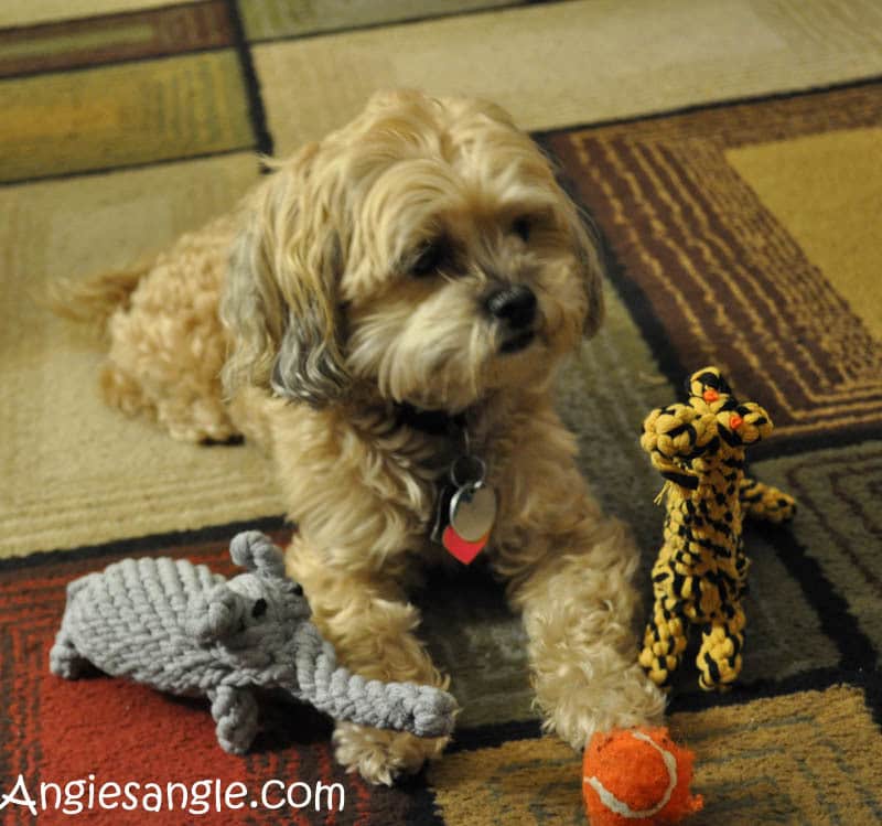 Catch the Moment 365 - Day 343 - Roxy with Dog Rope Toys