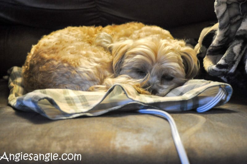 Catch the Moment 365 - Day 349 - Roxy Heating Pad Stealer