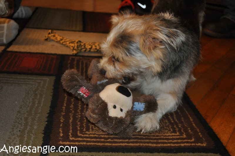 Catch the Moment 365 - Day 356 - Sam with his Bear