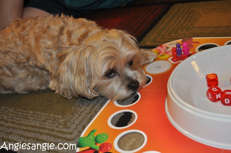 Catch the Moment 365 - Day 362 - Roxy Wanting to Play Dice Alias