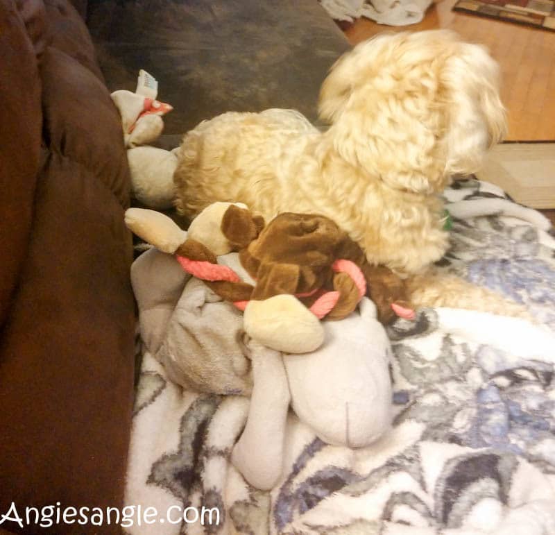Catch the Moment 366 - Day 7 - Roxy Toy Hoarder