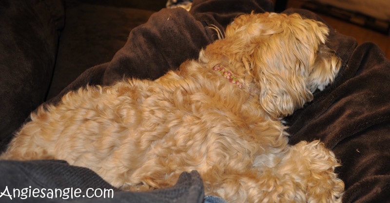 Catch the Moment 366 Week 3 - Day 15 - Cuddled Roxy