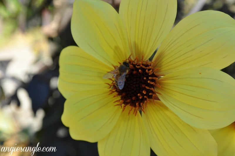 My Best Photographs of Flowers - Bee in Yellow Flower