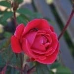 My Best Photographs of Flowers - Spider in Rose