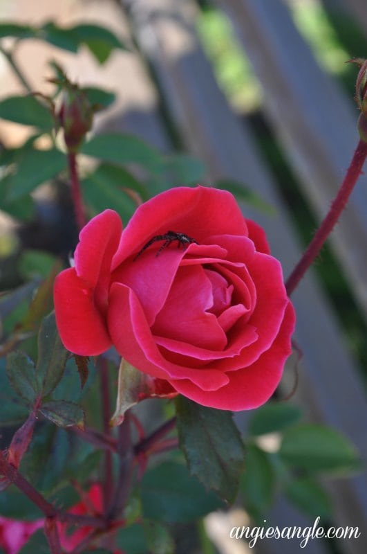 My Best Photographs of Flowers - Spider in Rose