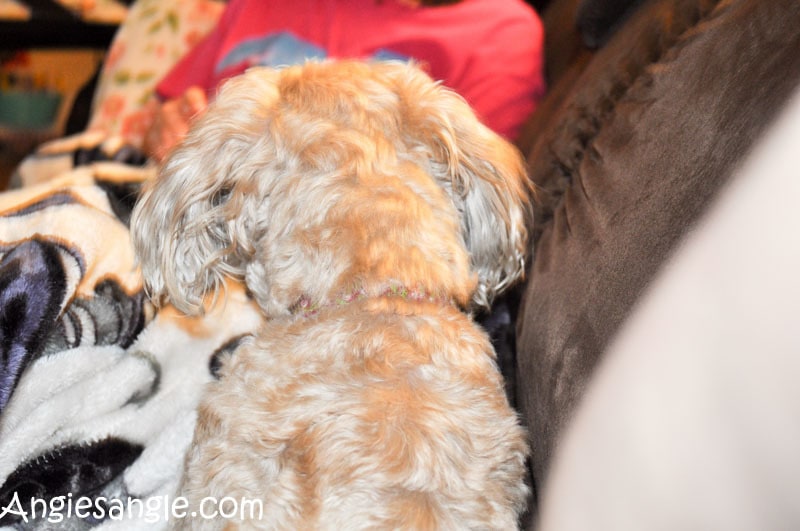 Catch the Moment 366 Week 5 - Day 35 - Roxy Head