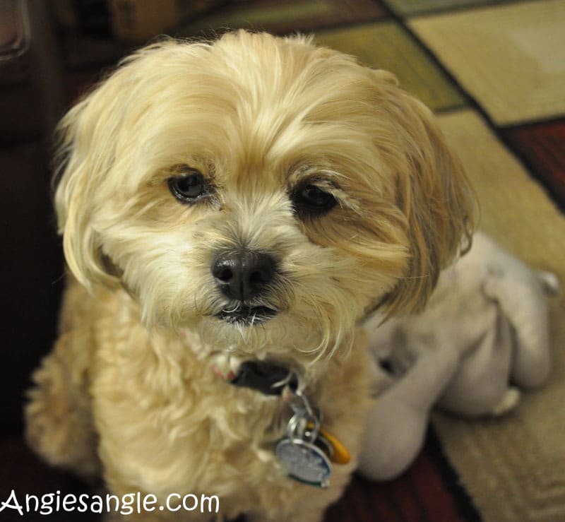 Catch the Moment 366 Week 6 - Day 42 - Pretty Roxy