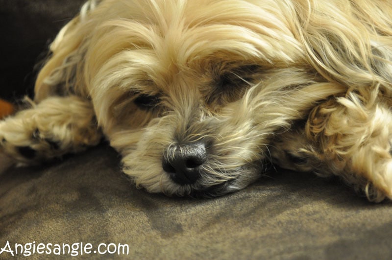 Catch the Moment 366 Week 7 - Day 49 - Sleepy Roxy