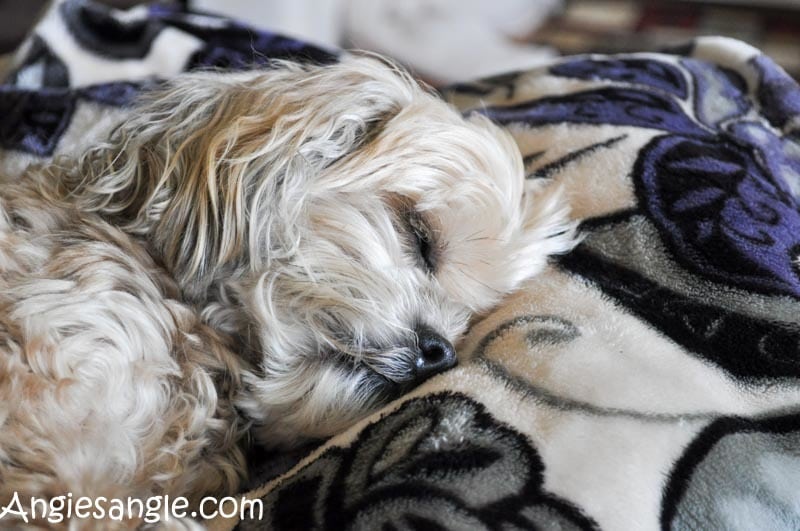 Catch the Moment 366 Week 8 - Day 54 - Sleepy Roxy