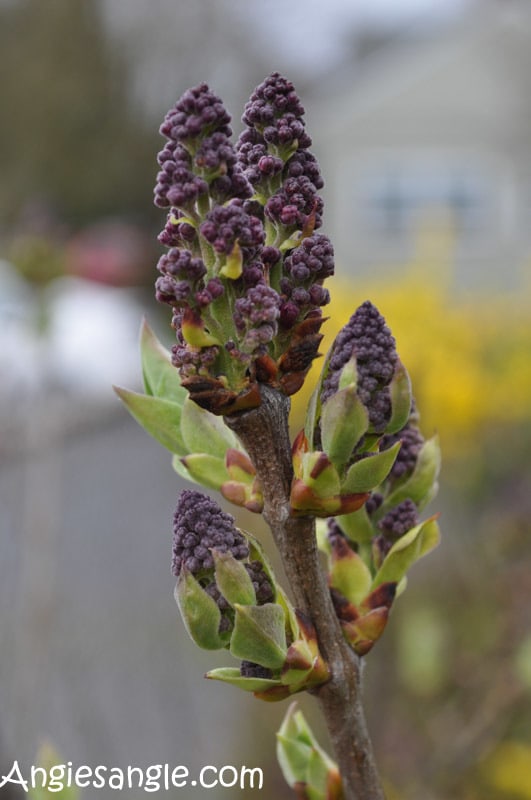 Catch the Moment 366 Week 10 - Day 65 - lilac blooming