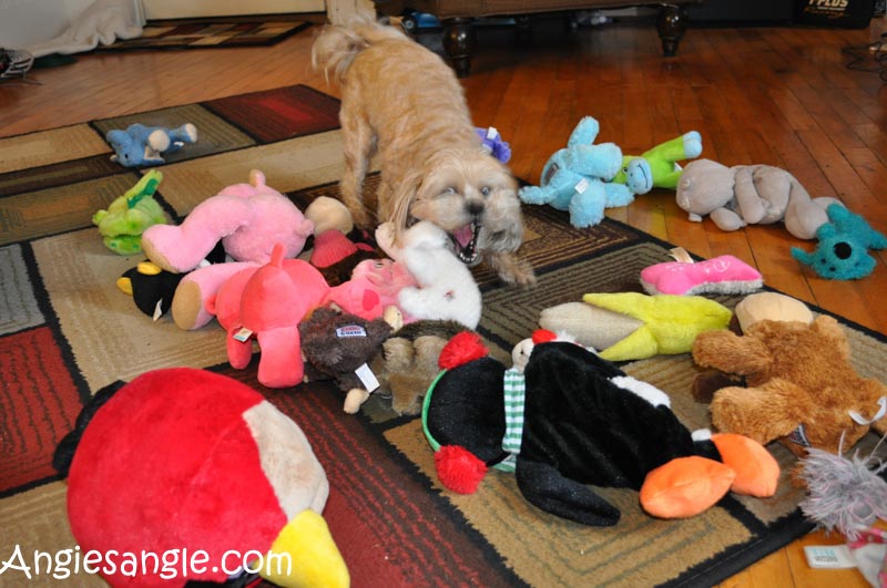 Catch the Moment 366 Week 10 - Day 70 - Cleaning Under Roxys bed