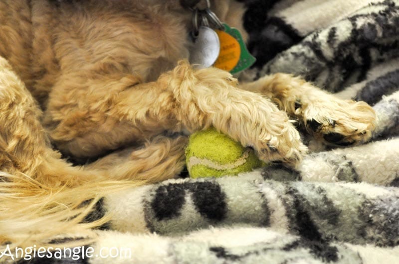 Catch the Moment 366 Week 9 - Day 60 - Roxy and Her Ball