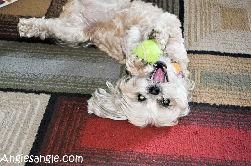 Catch the Moment 366 Week 14 - Day 94 - Happy Playful Puppy