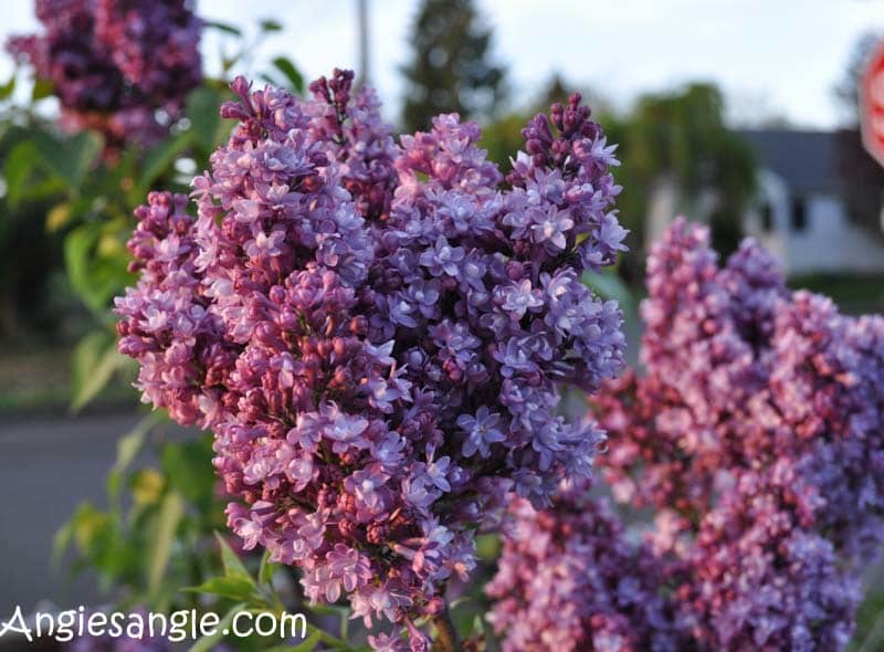 Catch the Moment 366 Week 14 - Day 98 - Lilacs