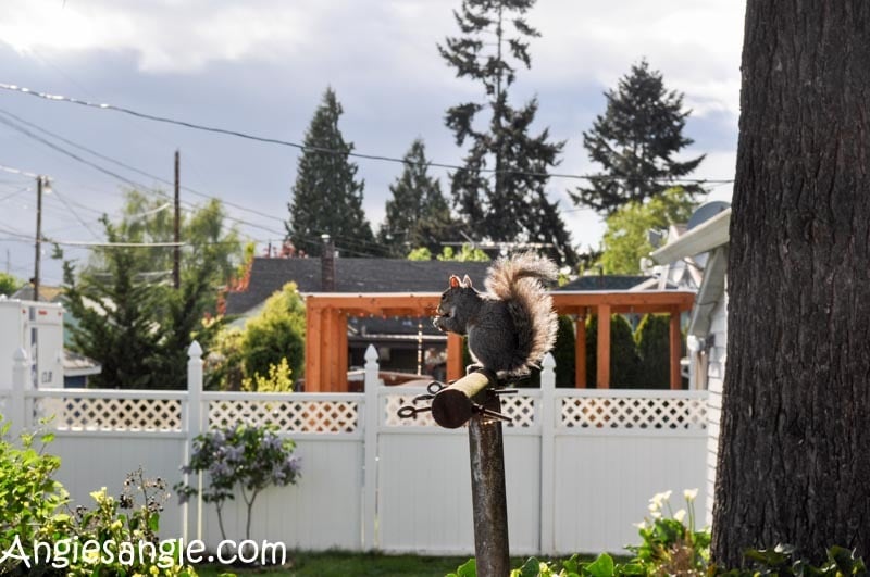 Catch the Moment 366 Week 15 - Day 105 - Squirrel Eating Nut