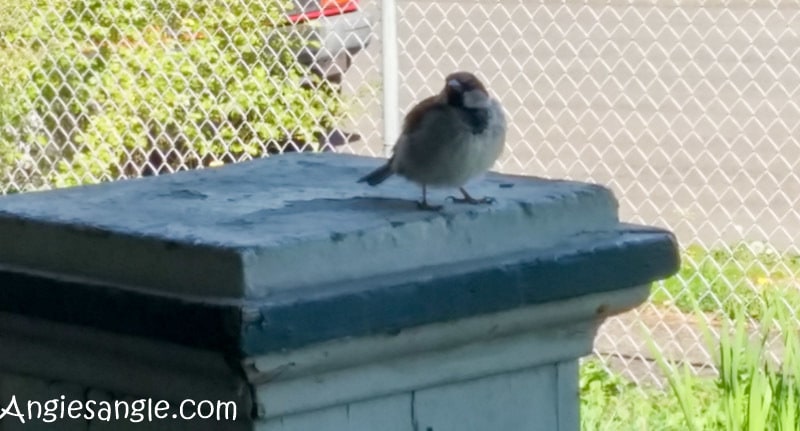 Catch the Moment 366 Week 15 - Day 99 - Fat Fluffy Bird