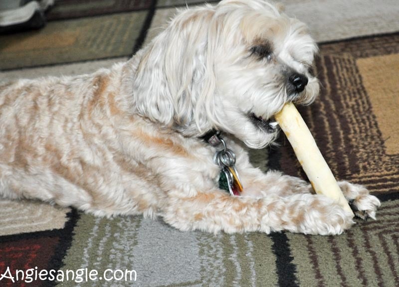 Catch the Moment 366 Week 16 - Day 107 - Lauren Shared A Chew Bone with Roxy