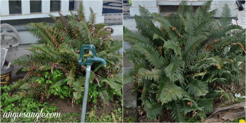 What The Front Outside Of Our House Looks Like Now - Ferns