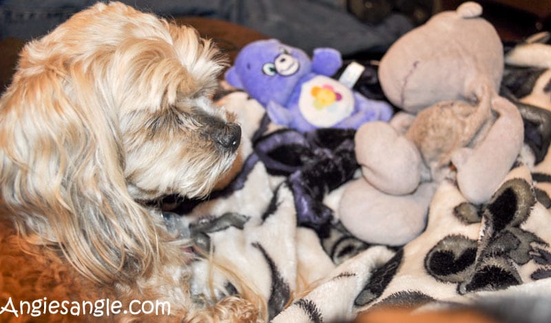 Catch the Moment 366 - Day 142 - Chillin with her babies
