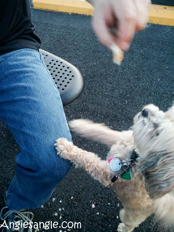 Catch the Moment 366 Week 18 - Day 121 - Roxy Likes Chicken Strips too