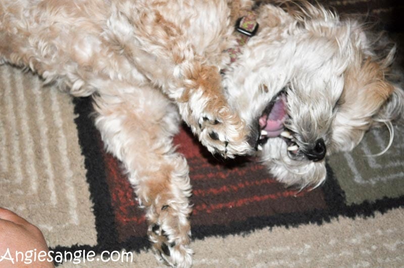 Catch the Moment 366 Week 18 - Day 124 - Roxy Laughing