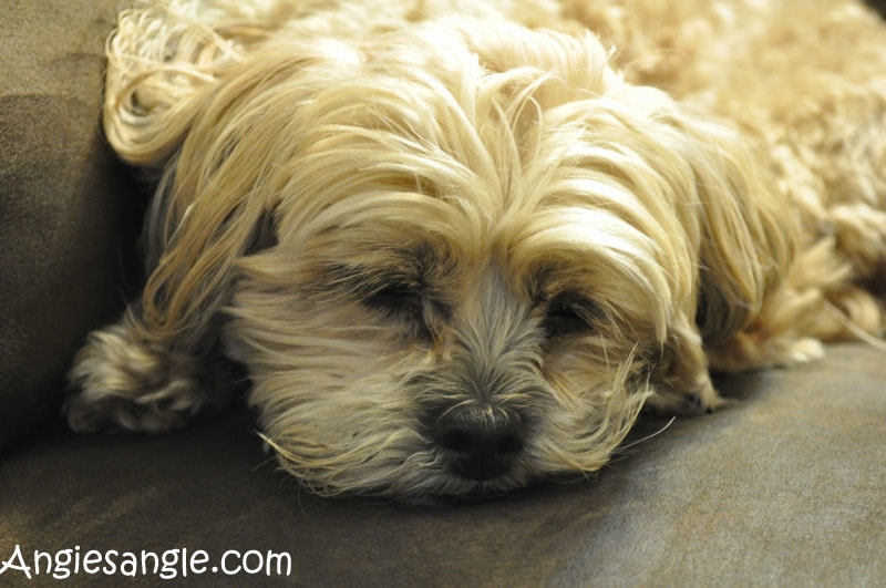 Catch the Moment 366 Week 18 - Day 125 - Sleepy Roxy