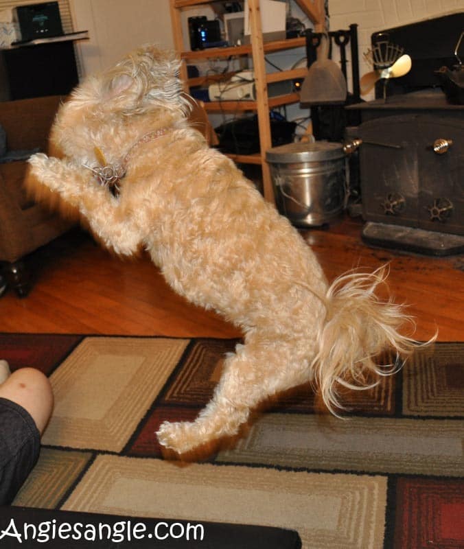 Catch the Moment 366 Week 19 - Day 131 - Roxy Jumps High (1)