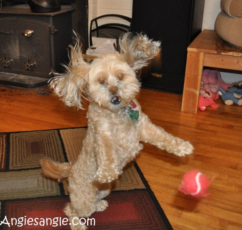 Catch the Moment 366 Week 19 - Day 131 - Roxy Jumps High (2)