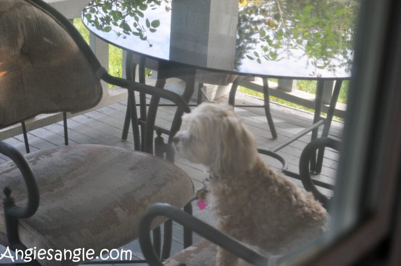 Catch the Moment 366 Week 23 - Day 155 - Chair Stealing Roxy