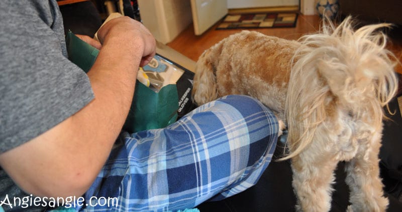 Catch the Moment 366 Week 25 - Day 172 - Roxy Helping Daddy Open Presents