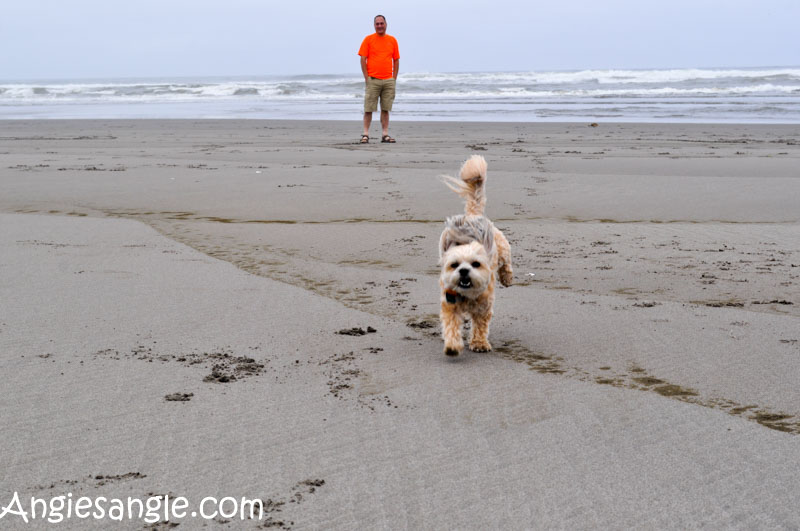 Catch the Moment 366 Week 26 - Day 180 - Roxy on Long Beach