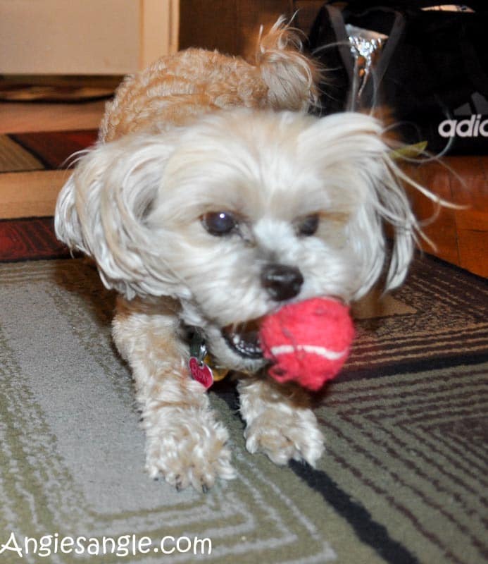 Catch the Moment 366 Week 26 - Day 182 - Roxy and Ball