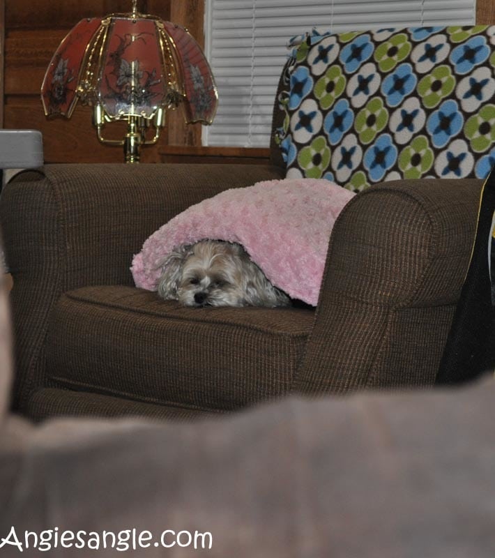 Catch the Moment 366 Week 28 - Day 192 - Under Pillow Roxy