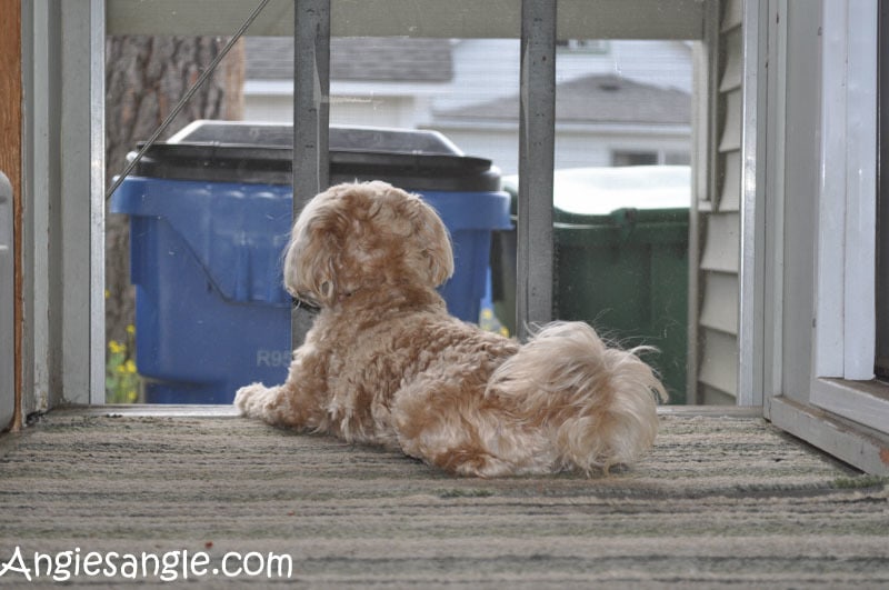 Catch the Moment 366 Week 28 - Day 194 - Roxy Backdoor Watching