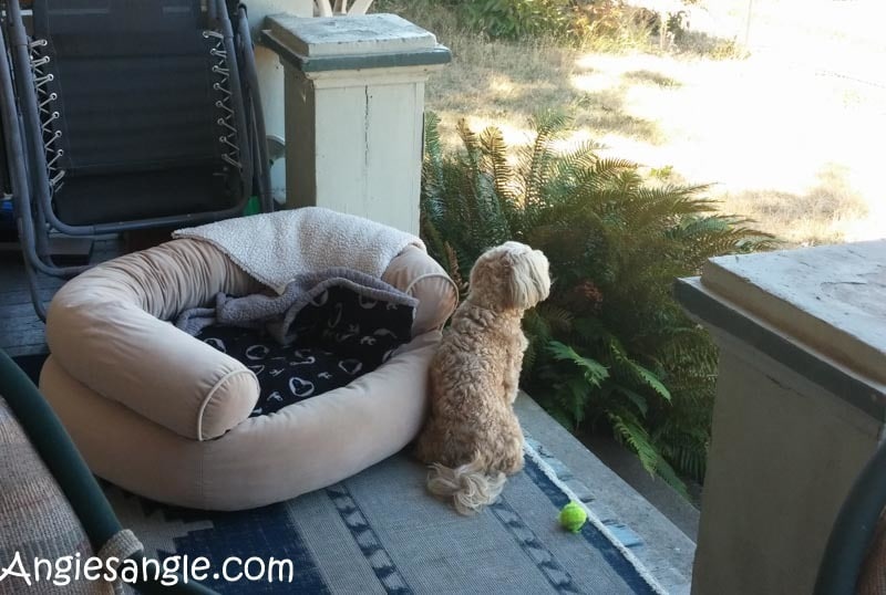 Catch the Moment 366 Week 29 - Day 203 - Roxy Bed Outside (1)