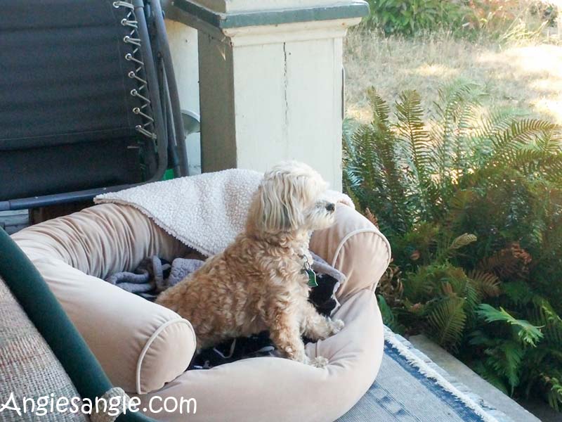 Catch the Moment 366 Week 29 - Day 203 - Roxy Bed Outside (2)