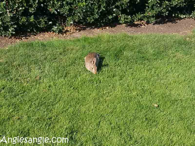 Catch the Moment 366 Week 34 - Day 236 - Bunny