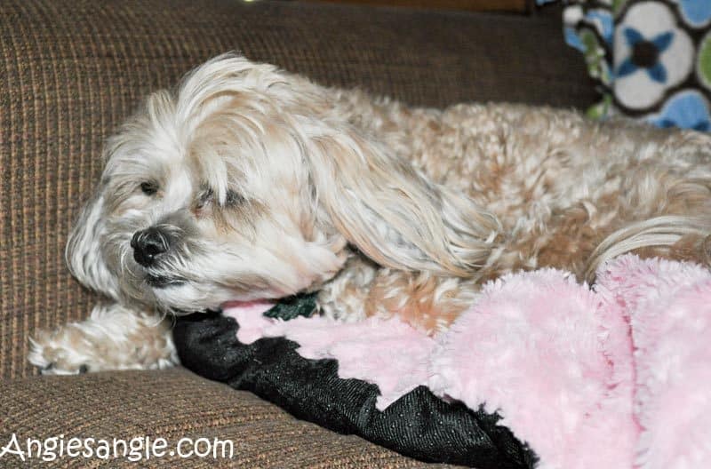 Catch the Moment 366 Week 34 - Day 237 - Pouty Puppy