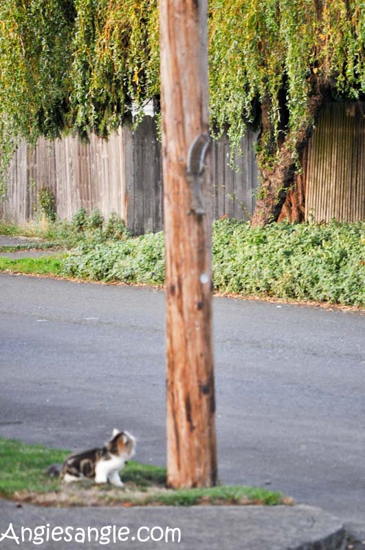 catch-the-moment-366-week-39-day-270-chasing-squirrels