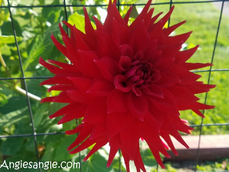 catch-the-moment-366-week-39-day-273-puffy-flower