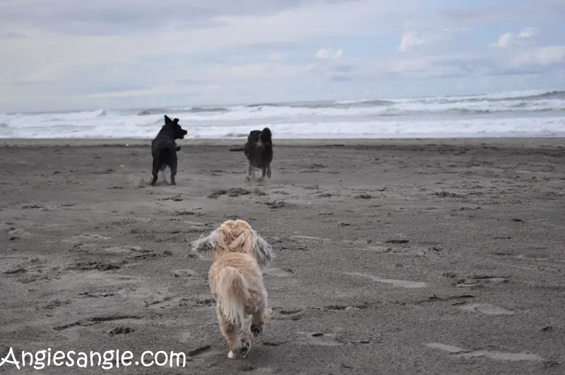 catch-the-moment-366-week-40-day-277-dogs-on-the-beach