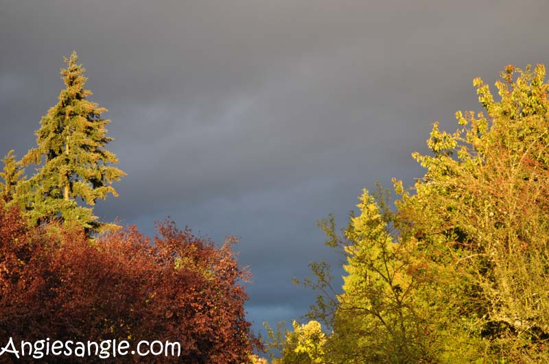 catch-the-moment-366-week-40-day-280-dark-skies-and-fall-leafs