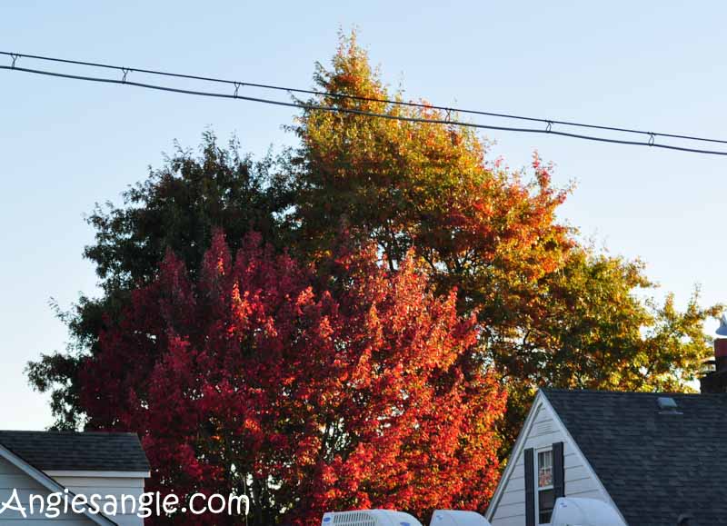 catch-the-moment-366-week-41-day-285-fall-colors