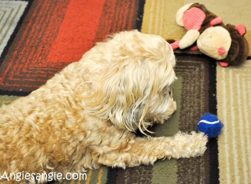 catch-the-moment-366-week-43-day-297-roxy-and-blue-ball