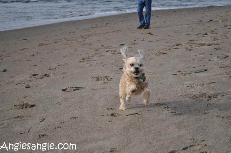 catch-the-moment-366-week-45-day-313-run-roxy-run