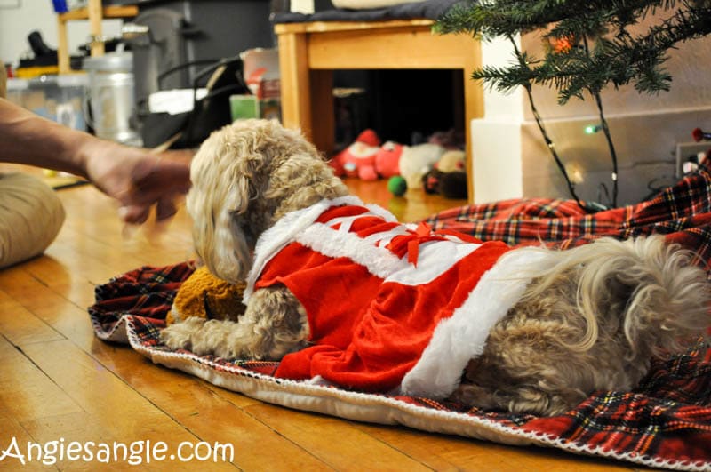 Catch the Moment 366 Week 50 - Day 349 - Roxy Santa